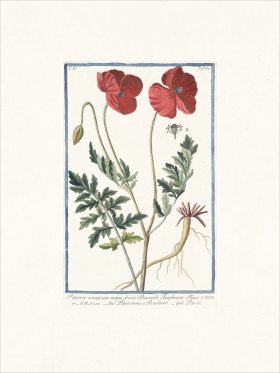 Bonelli 364 Opium poppy