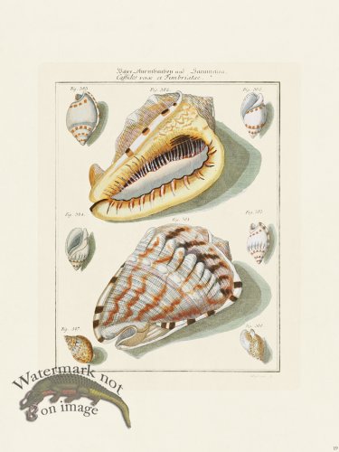 (image for) Martini Shells 019