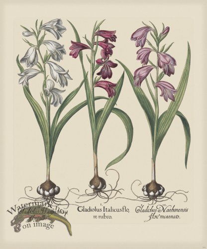 (image for) Besler 203 Colored B2