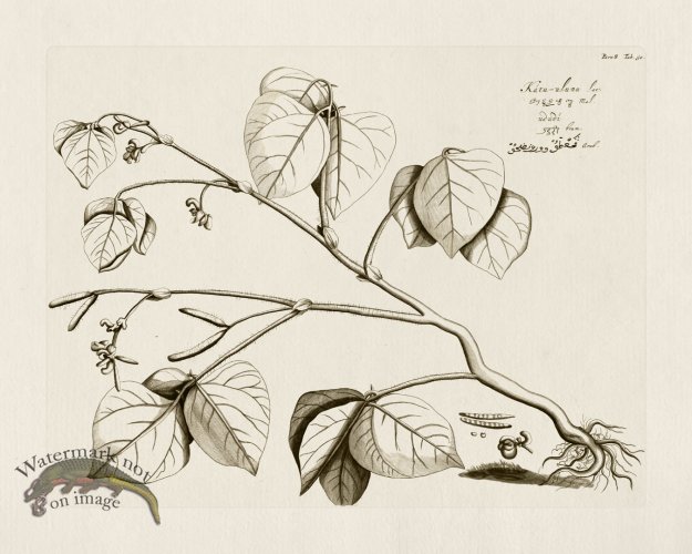 (image for) HORTUS VOl 08 50