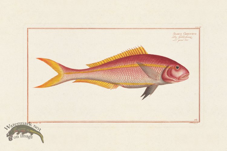 (image for) BLOCH FISH 262