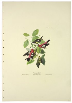 White-winged Grossbill L.E.