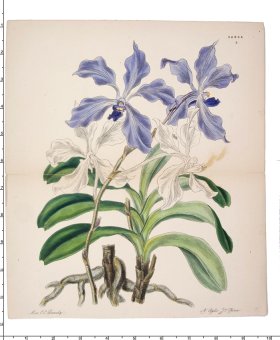 Curtis Botanical 070