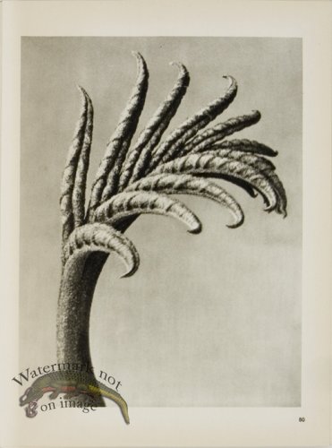 (image for) Blossfeldt T 080