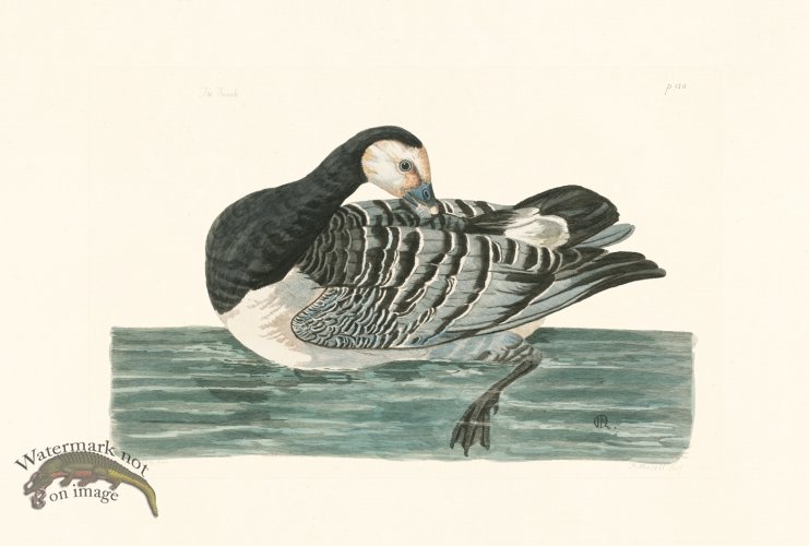 (image for) Pennant Zoology 043