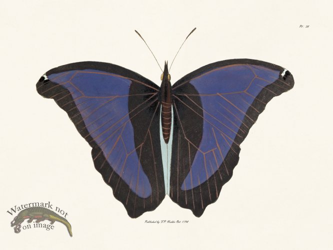 (image for) Nodder BF 38