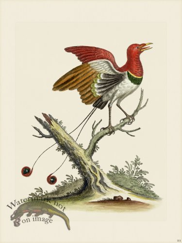 (image for) Edwards 111 King of Paradise