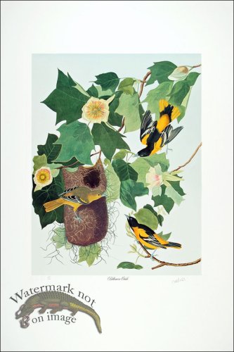 (image for) Baltimore Oriole