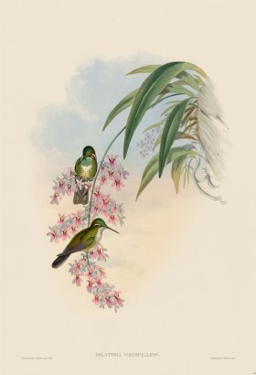 Gould Hummingbird 063