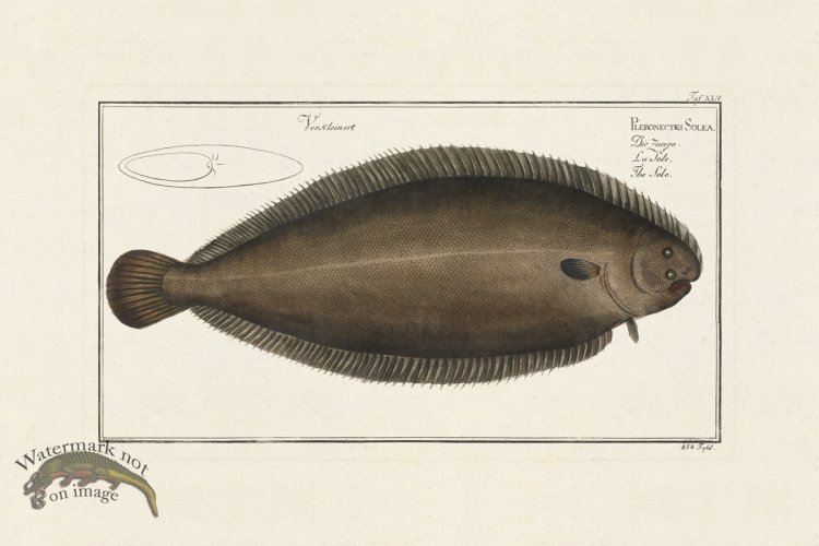 (image for) BLOCH FISH 045