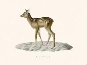 (image for) Cuvier 026 Female Fawn