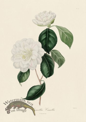 A generic image