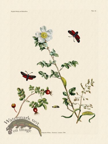 (image for) Wilkes Butterflies 062