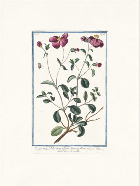 Bonelli 398 Rock-rose