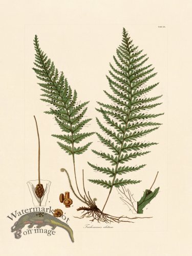 (image for) Hooker Fern 20