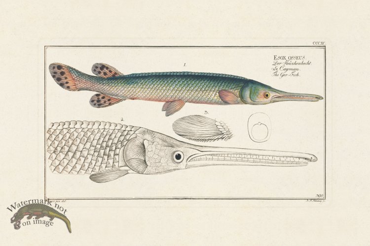 (image for) BLOCH FISH 390