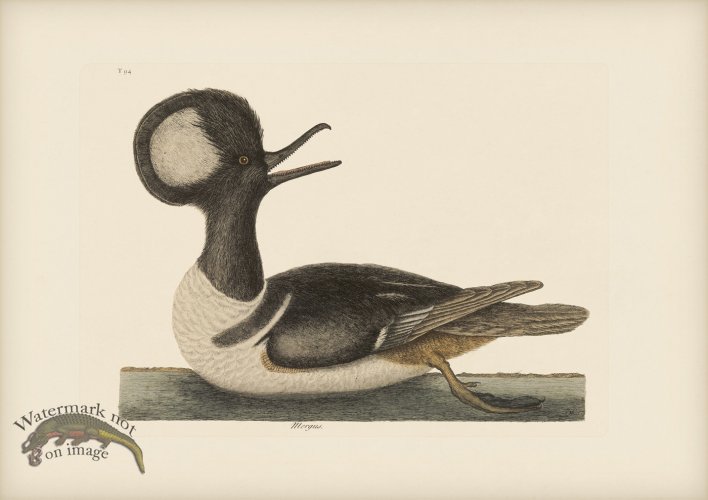 (image for) 094 Hooded Merganser
