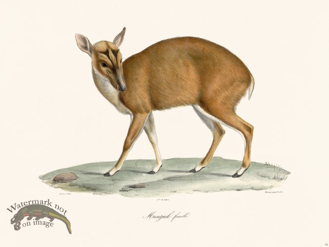 (image for) Cuvier 052 Female Muntjak