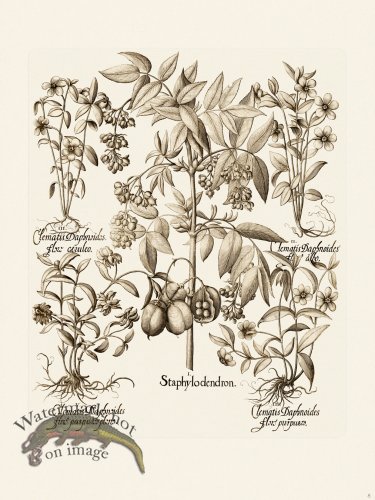 (image for) Besler 008 B1