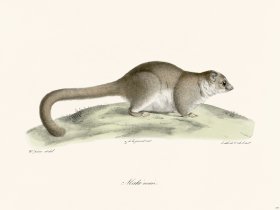 Cuvier 377 Dwarf Maki