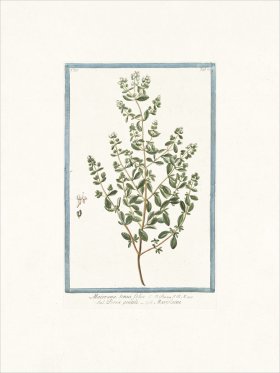 Bonelli 278 Marjoram