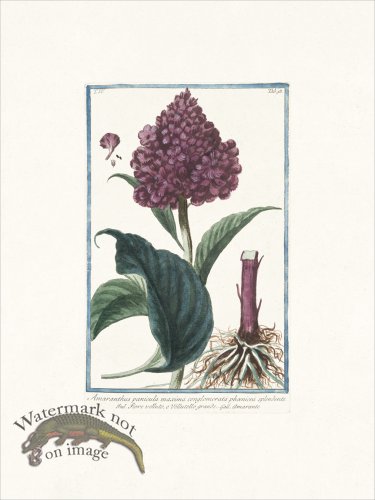 (image for) Bonelli 358 Amarante