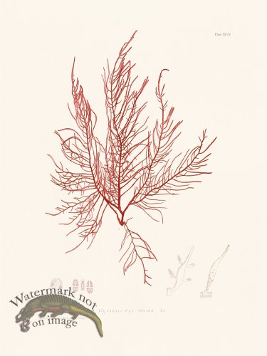 (image for) Bradbury Seaweed 094