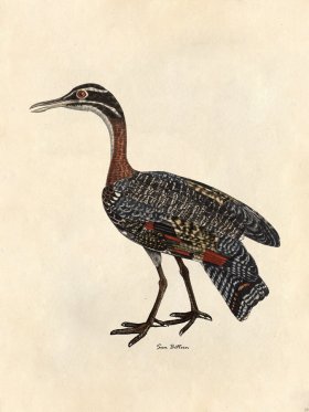 Sun Bittern - Tribute Bd 29