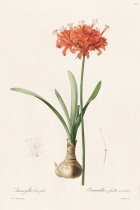 Les Liliacees Redoute 274