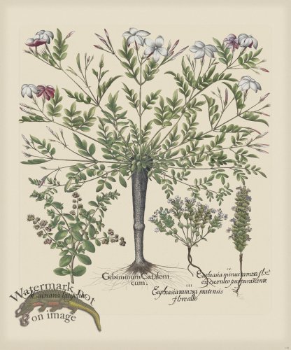 (image for) Besler 148 Colored B2