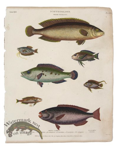 (image for) Wrasse Parrotfish