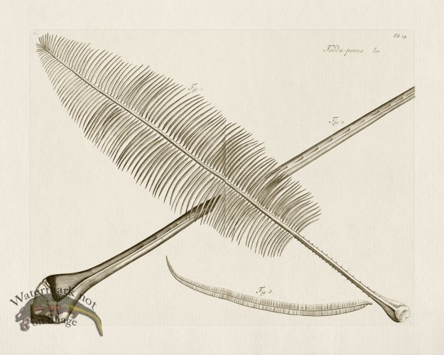 (image for) HORTUS VOl 03 14