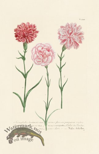 (image for) Weinmann PL 334