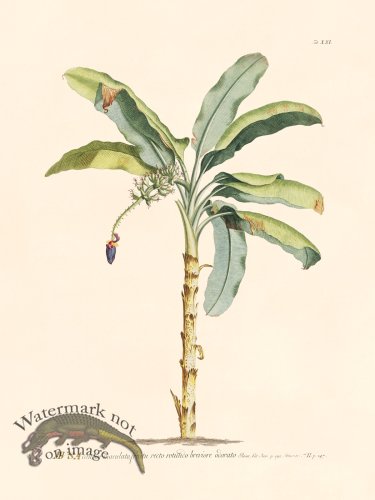 (image for) Trew Botanical 21