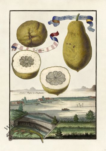 (image for) Volckamer 033