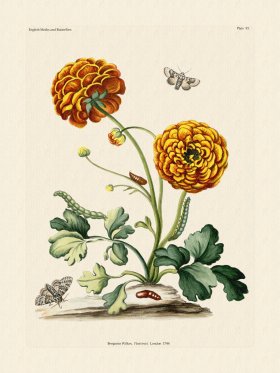 Wilkes Butterflies 093