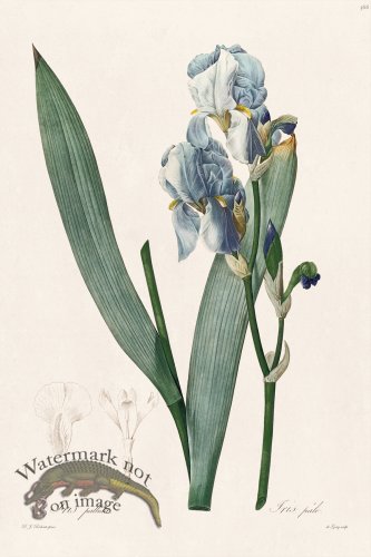 (image for) Les Liliacees Redoute 366