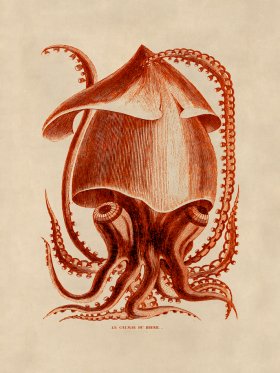 Octopus Orange 34