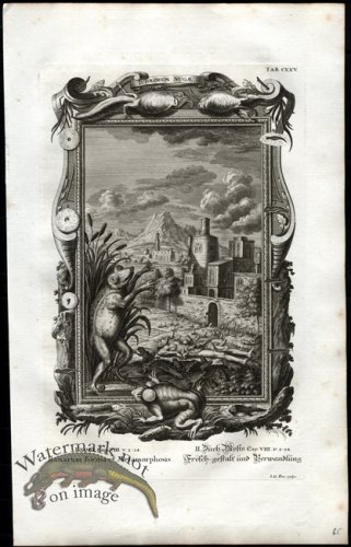 (image for) Scheuchzer 13