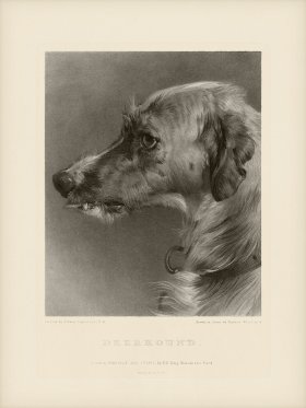 SA Dogs 08 Deerhound