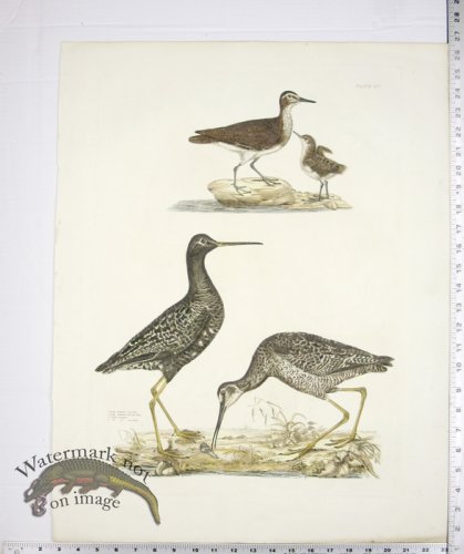 Dusky Sandpiper; Common Sandpiper