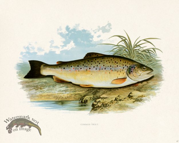 (image for) British FW 27