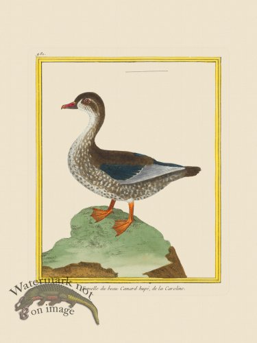 (image for) Martinet Bird 981