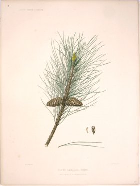 (image for) Lawson Pine Cone 14