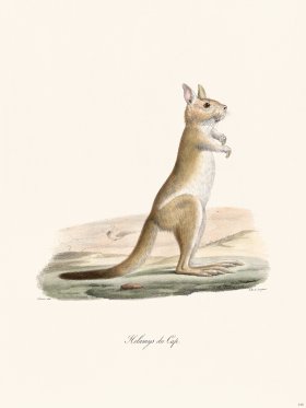 Cuvier 315 Cape Helamys