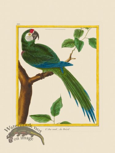 (image for) Martinet Bird 383