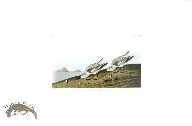 (image for) Ruddy Plover