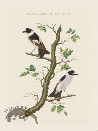 (image for) Nozeman Bird 210