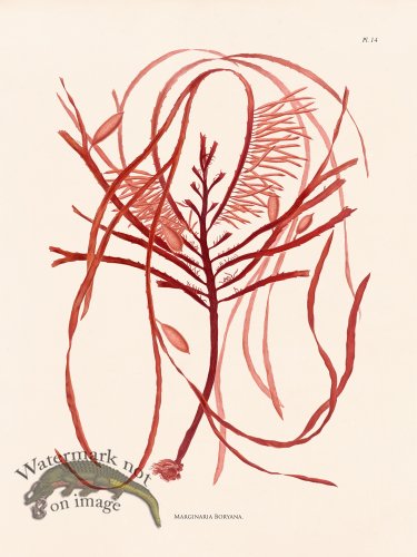 (image for) Oceanie 14