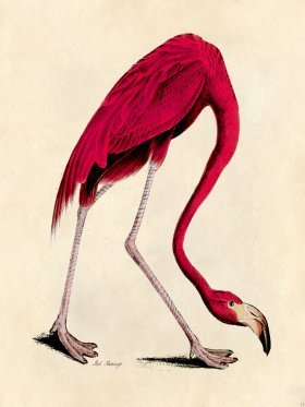 Pink Flamingo - Tribute Bd 17